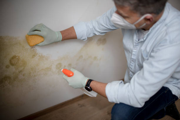 Best Toxic Mold Removal  in Indian Hills, CO